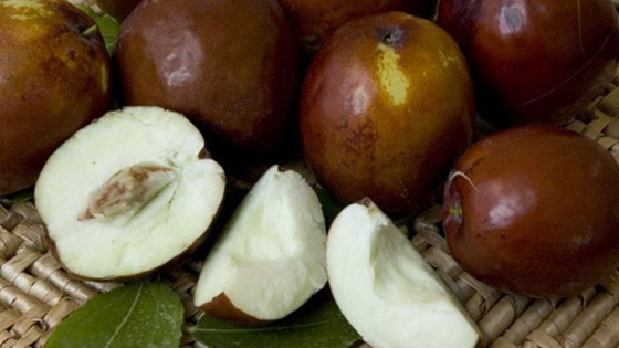 ماهي فاكهة النبق الشتوية وما فوائدها؟ صورة رقم 2