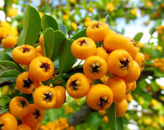 ماهي فاكهة النبق الشتوية وما فوائدها؟ صورة رقم 3