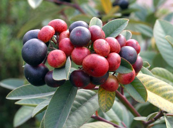 ماهي فاكهة النبق الشتوية وما فوائدها؟ صورة رقم 4