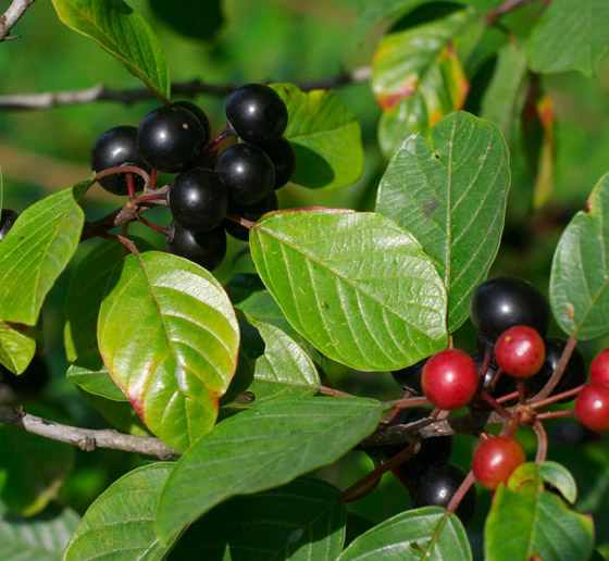 ماهي فاكهة النبق الشتوية وما فوائدها؟ صورة رقم 5