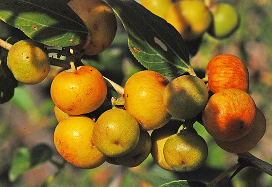 ماهي فاكهة النبق الشتوية وما فوائدها؟ صورة رقم 7