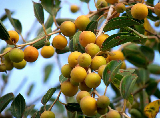 ماهي فاكهة النبق الشتوية وما فوائدها؟ صورة رقم 8