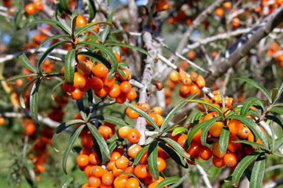 ماهي فاكهة النبق الشتوية وما فوائدها؟ صورة رقم 9