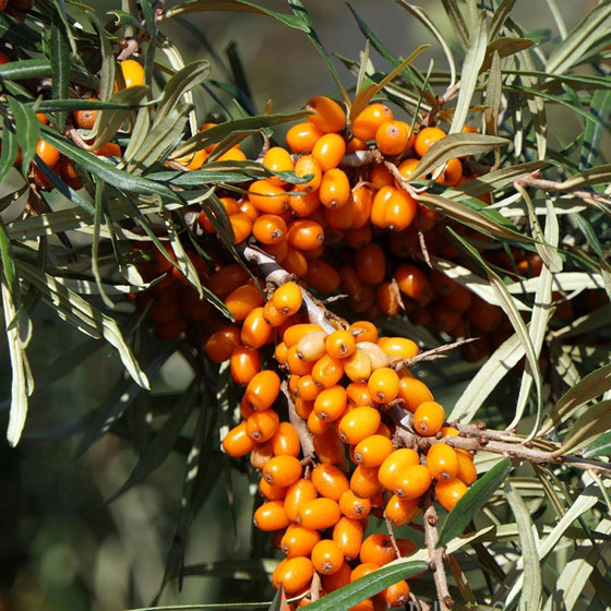 ماهي فاكهة النبق الشتوية وما فوائدها؟ صورة رقم 10