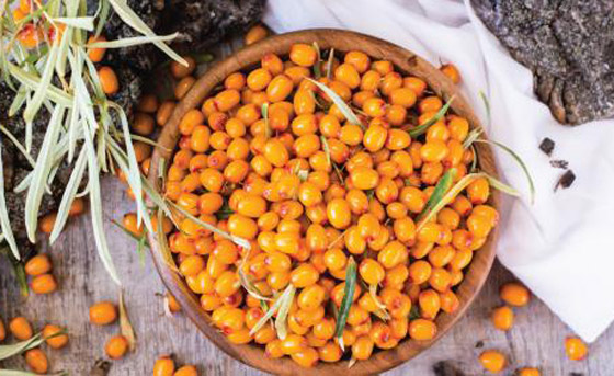 ماهي فاكهة النبق الشتوية وما فوائدها؟ صورة رقم 13