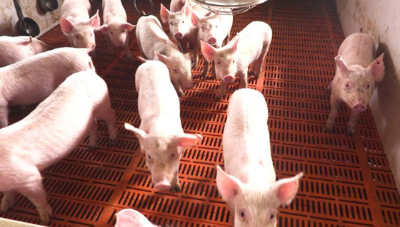 فيروس جديد يثير الرعب بالصين! تفشي حمى الخنازير ومخاوف تحوله لجائحة صورة رقم 4