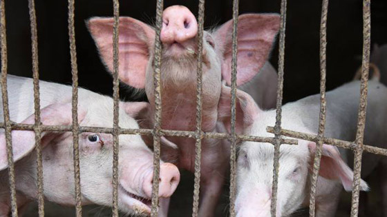 فيروس جديد يثير الرعب بالصين! تفشي حمى الخنازير ومخاوف تحوله لجائحة صورة رقم 5