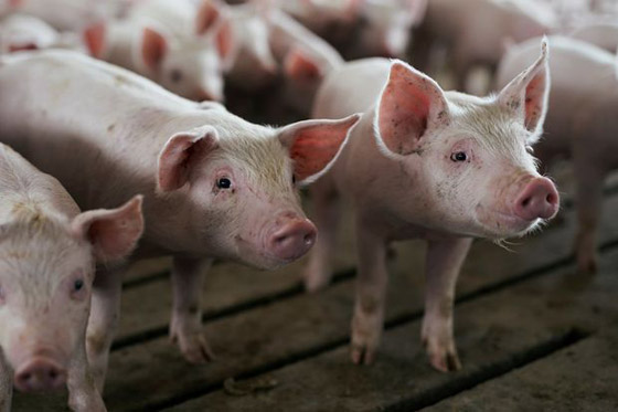 فيروس جديد يثير الرعب بالصين! تفشي حمى الخنازير ومخاوف تحوله لجائحة صورة رقم 2