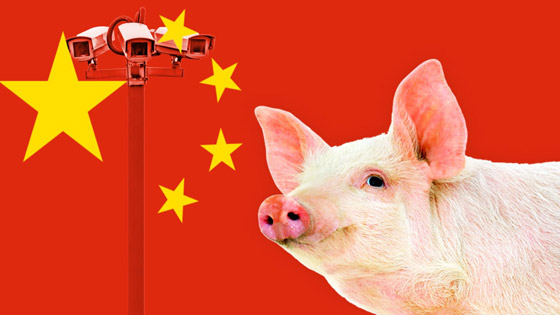 فيروس جديد يثير الرعب بالصين! تفشي حمى الخنازير ومخاوف تحوله لجائحة صورة رقم 6