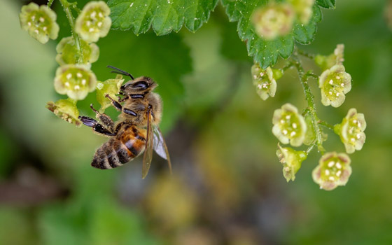 هل تزداد مخاطر كوفيد 19 مع حبوب اللقاح المحمولة جوا في الربيع؟ صورة رقم 2