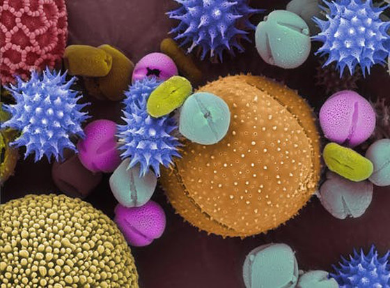 هل تزداد مخاطر كوفيد 19 مع حبوب اللقاح المحمولة جوا في الربيع؟ صورة رقم 5