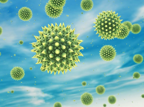 هل تزداد مخاطر كوفيد 19 مع حبوب اللقاح المحمولة جوا في الربيع؟ صورة رقم 4