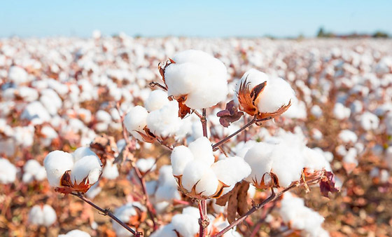 العلم يحسم الجدل: القطن أفضل للكمامات، وهذه الدول أكثر من ينتجه صورة رقم 4 العلم يحسم الجدل: القطن أفضل للكمامات، وهذه الدول أكثر من ينتجه صورة رقم 4