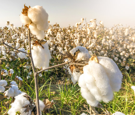 العلم يحسم الجدل: القطن أفضل للكمامات، وهذه الدول أكثر من ينتجه صورة رقم 7 العلم يحسم الجدل: القطن أفضل للكمامات، وهذه الدول أكثر من ينتجه صورة رقم 7