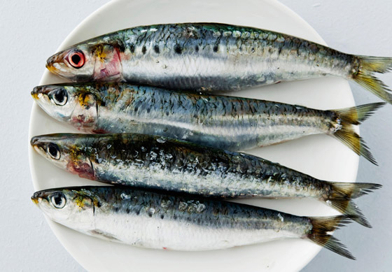 إليكم أفضل وأسوأ أنواع السمك على الصحة صورة رقم 1 إليكم أفضل وأسوأ أنواع السمك على الصحة صورة رقم 1