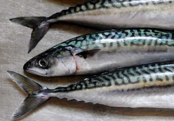 إليكم أفضل وأسوأ أنواع السمك على الصحة صورة رقم 3 إليكم أفضل وأسوأ أنواع السمك على الصحة صورة رقم 3