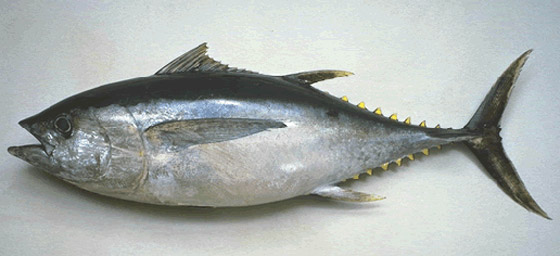 إليكم أفضل وأسوأ أنواع السمك على الصحة صورة رقم 5 إليكم أفضل وأسوأ أنواع السمك على الصحة صورة رقم 5