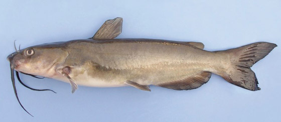 إليكم أفضل وأسوأ أنواع السمك على الصحة صورة رقم 6 إليكم أفضل وأسوأ أنواع السمك على الصحة صورة رقم 6