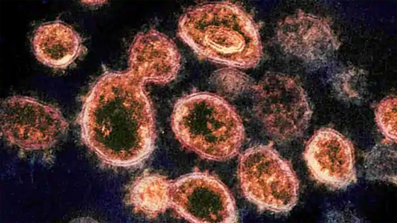 أصل فيروس كورونا.. أخيرا الدراسة المنتظرة تحسم الجدل الطويل! صورة رقم 6