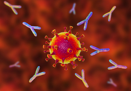 السر في (الخلايا التائية).. كيف يقاوم الجسم تحورات فيروس كورونا؟ صورة رقم 6