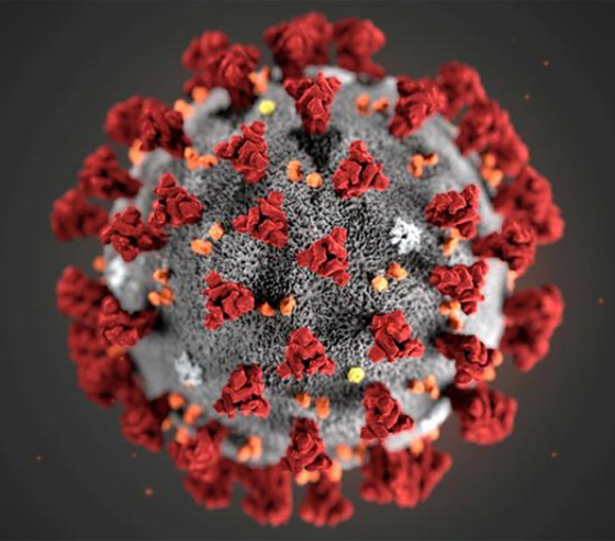 السر في (الخلايا التائية).. كيف يقاوم الجسم تحورات فيروس كورونا؟ صورة رقم 10
