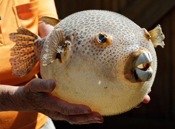 جبن باليرقات ومقبلات من العناكب.. إليكم أشهر الأطعمة الغريبة حول العالم صورة رقم 1