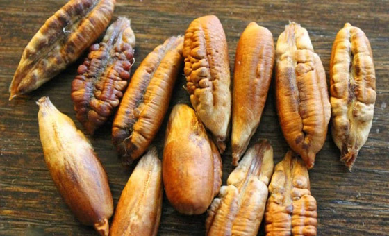 نواة التمر.. غذاء مفيد ودواء سحري في رمضان صورة رقم 1