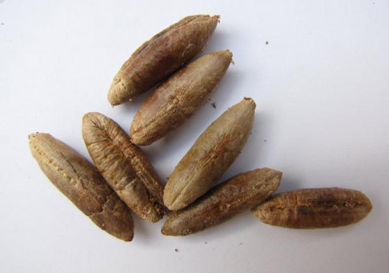 نواة التمر.. غذاء مفيد ودواء سحري في رمضان صورة رقم 3