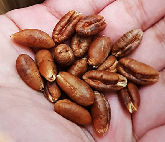 نواة التمر.. غذاء مفيد ودواء سحري في رمضان صورة رقم 4