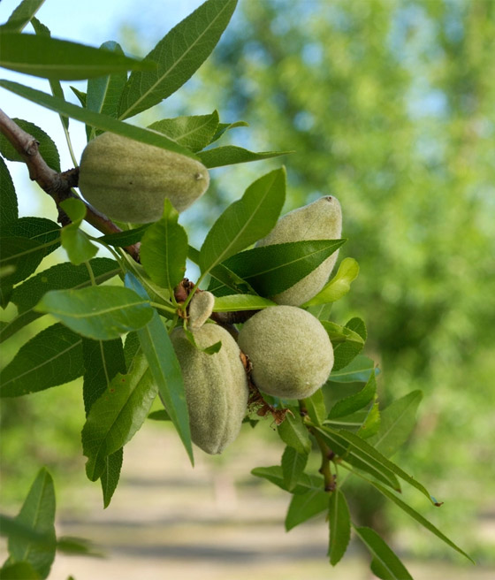 يعزز صحة القلب واللثة.. تعرفوا على فوائد اللوز الأخضر الصحية المدهشة صورة رقم 2
