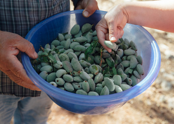 يعزز صحة القلب واللثة.. تعرفوا على فوائد اللوز الأخضر الصحية المدهشة صورة رقم 6