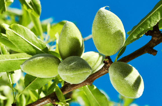 يعزز صحة القلب واللثة.. تعرفوا على فوائد اللوز الأخضر الصحية المدهشة صورة رقم 4