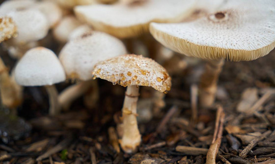 بشرى سارة للوقاية من مرض خطير: تناول الفطر (الماشروم) يحمي بشكل أكيد من مرض السرطان صورة رقم 6