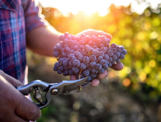 إليكم طرق ونصائح ذهبية للحصول على غذاء صحي ومفيد صورة رقم 3