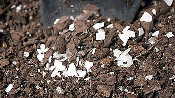 كيف تستخدم قشور البيض وبقايا القهوة في حديقتك؟ صورة رقم 6