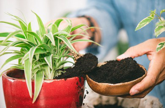 كيف تستخدم قشور البيض وبقايا القهوة في حديقتك؟ صورة رقم 5