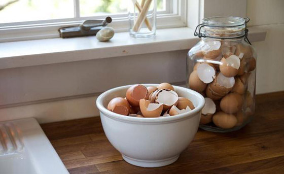 كيف تستخدم قشور البيض وبقايا القهوة في حديقتك؟ صورة رقم 9