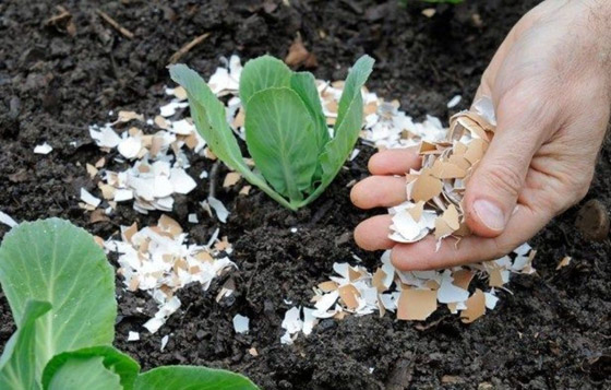 كيف تستخدم قشور البيض وبقايا القهوة في حديقتك؟ صورة رقم 4