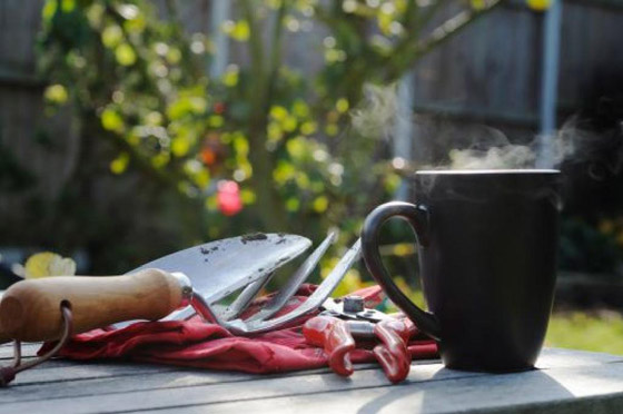 كيف تستخدم قشور البيض وبقايا القهوة في حديقتك؟ صورة رقم 11