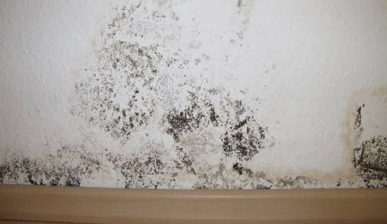 خبير يحذر من خطورة العفن على جدران البيوت صورة رقم 5