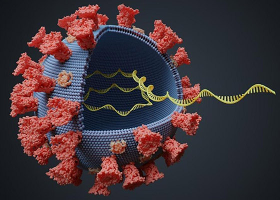صراع من أجل البقاء.. لماذا يتحور فيروس كورونا؟ صورة رقم 6
