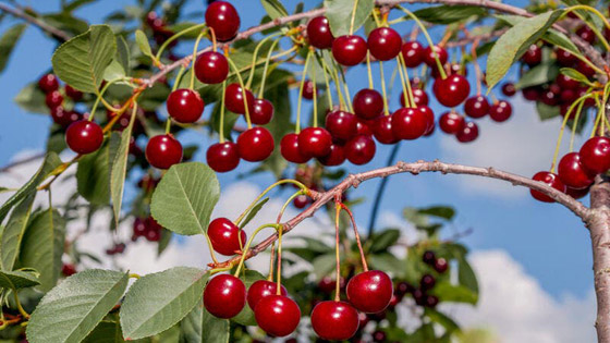 فوائد الكرز الاحمر صورة رقم 2