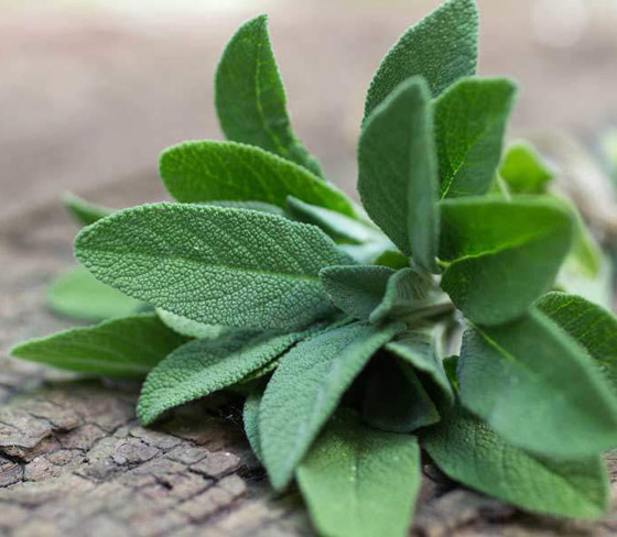 يمكن زراعتها في الحديقة.. 4 أعشاب تزيد الطاقة والتركيز بعيدا عن القهوة صورة رقم 2