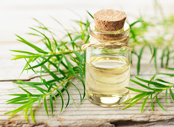 زيت شجرة الشاي للعناية بالشعر في الصيف صورة رقم 5