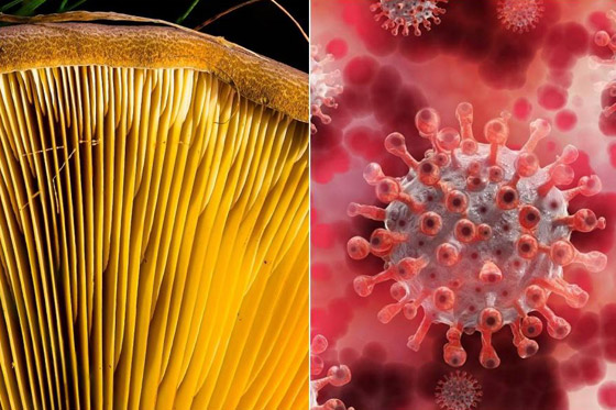 يصيب المناعة الضعيفة.. كل ما تريدون معرفته عن عدوى الفطر الأصفر صورة رقم 6