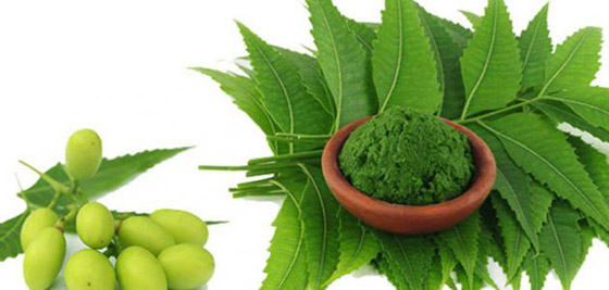  5 فوائد لا تصدق لفقدان الوزن من النيم صورة رقم 4