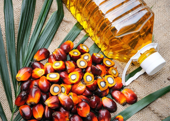 له فوائد لكن أضراره على البيئة خطيرة.. ما يجب معرفته عن زيت النخيل صورة رقم 2