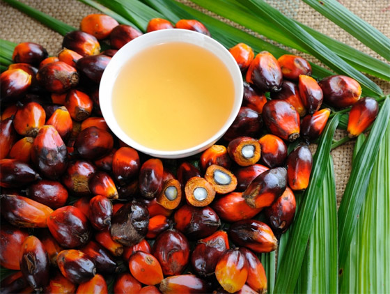 له فوائد لكن أضراره على البيئة خطيرة.. ما يجب معرفته عن زيت النخيل صورة رقم 4