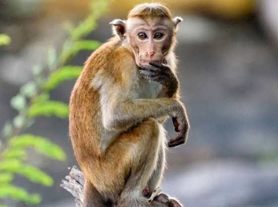 الصين تسجل أول وفاة بشرية بفيروس جدري القردة.. مرض نادر ولا لقاح له صورة رقم 4