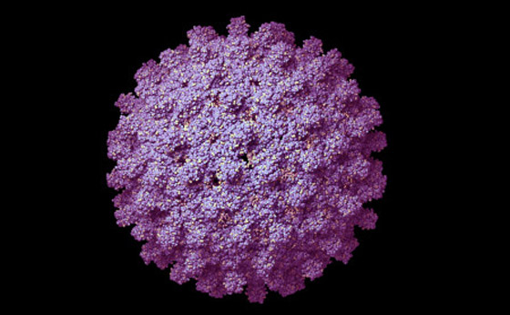 الصين تسجل أول وفاة بشرية بفيروس جدري القردة.. مرض نادر ولا لقاح له صورة رقم 5